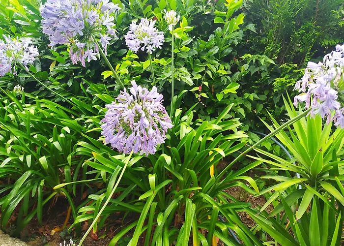 Casa Fontelas Farma *